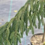 Smrek obyčajný (Picea abies) ´INVERSA´, výška: 60-70 cm, kont. C10L